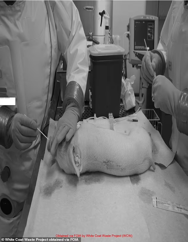 Image in @MarioNawfal's post: VIRUS RESEARCH AT U.S LAB PUTS NATION AT RISK | LINKS TO WUHAN LAB
The NIH's Rocky Mountain Lab i…