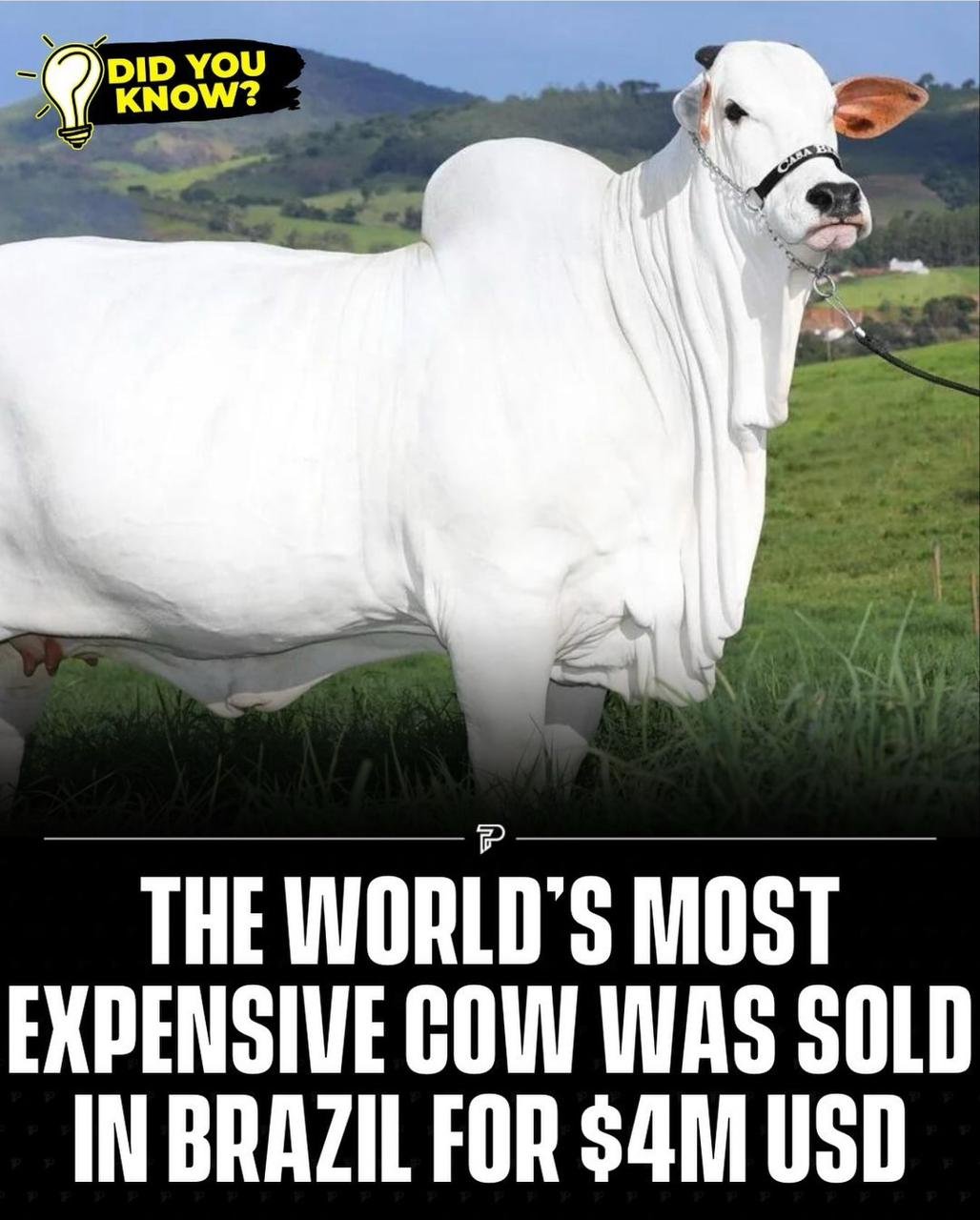 Image in @MarioNawfal's post: Yes, a $4 Million Cow...
With distinctive features, including bright white fur, loose skin, and a …