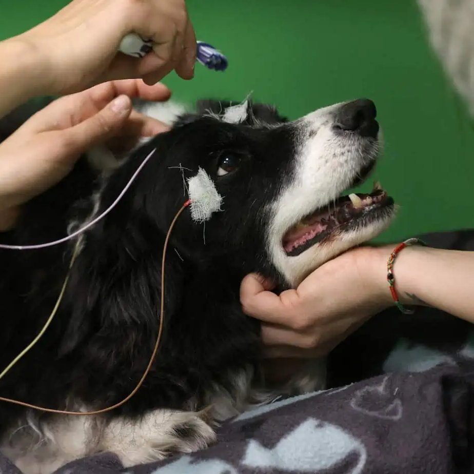 Image in @MarioNawfal's post: 🚨STUDY: DOGS KNOW WORDS!?
Researchers in Budapest discovered that dogs can match words to objects,…