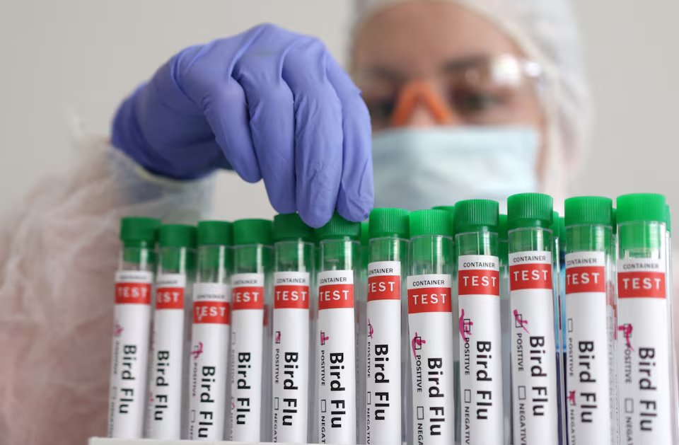 Image in @MarioNawfal's post: 🚨 CDC ISSUES HEALTH ALERT FOR BIRD FLU
A Texas farm worker tests positive for H5N1 bird flu after …