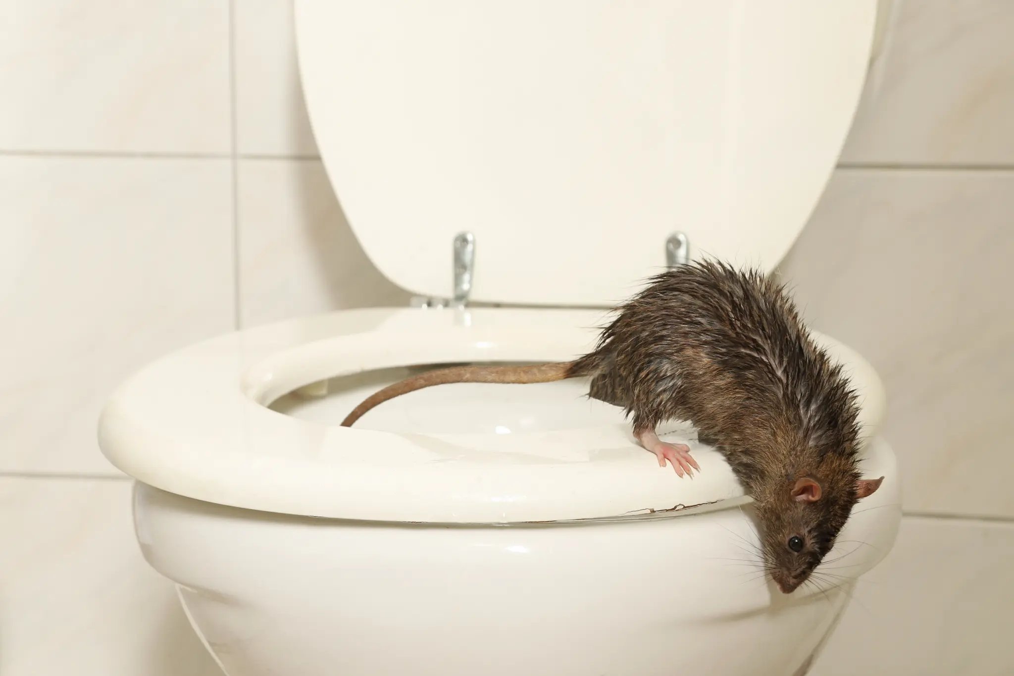 Image in @MarioNawfal's post: 🇨🇦 MAN GETS ORGAN FAILURE FROM RAT BITE
A toilet-dwelling rodent sent a 76-year-old Canadian man i…