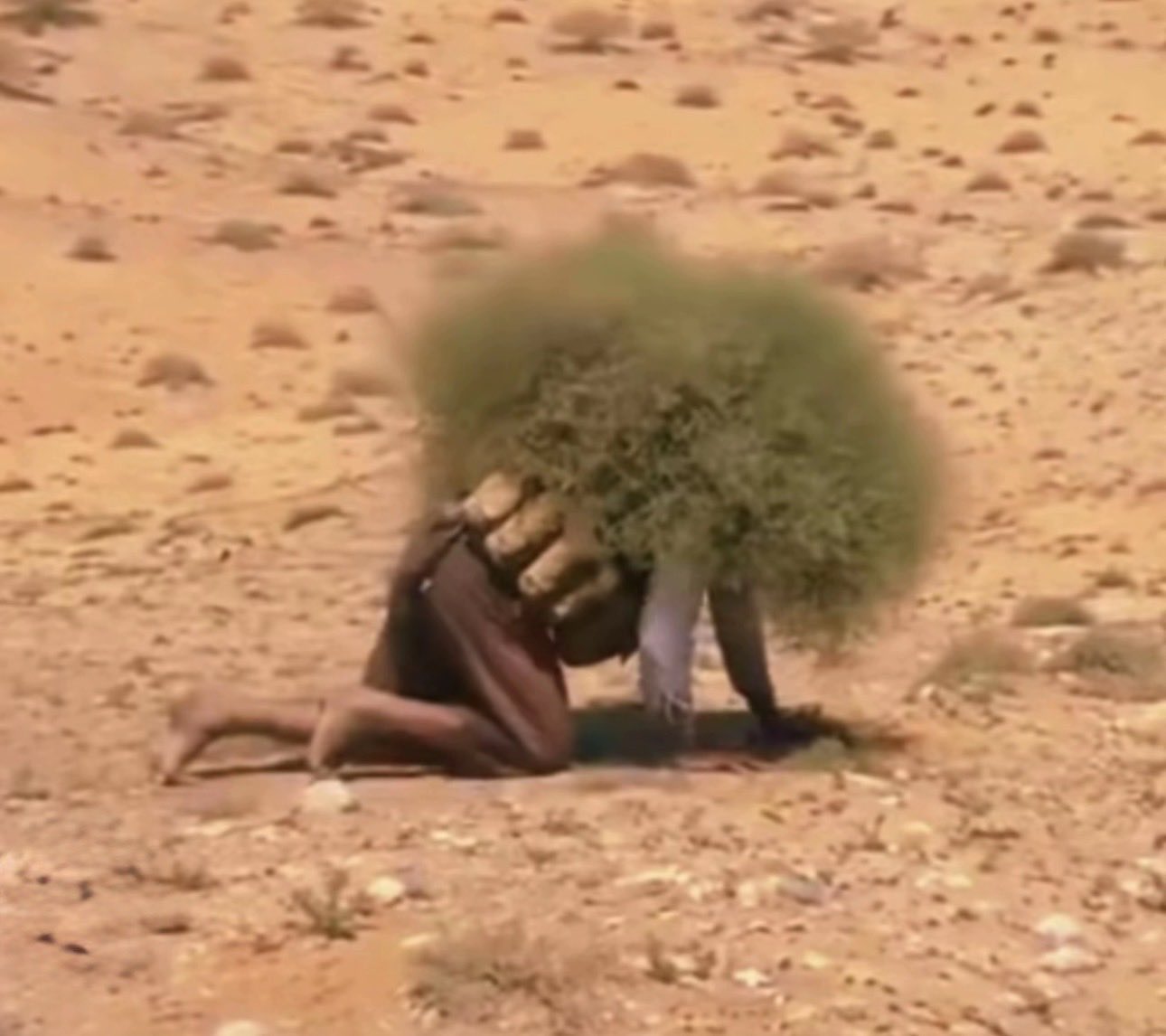 Image in @viik_o's reply: @MarioNawfal The only operation the Houthis are capable of is stocking up on qat 🤣🤣🤣 https://t.co/E…