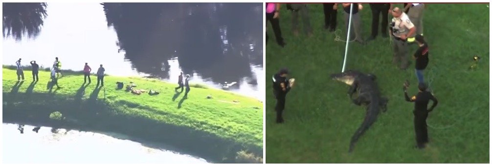 Image in @MarioNawfal's post: 🇺🇲 12-FOOT ALLIGATOR KILLS FLORIDA FISHERMAN
A 71-year-old man was fishing on a lakeshore near Orl…