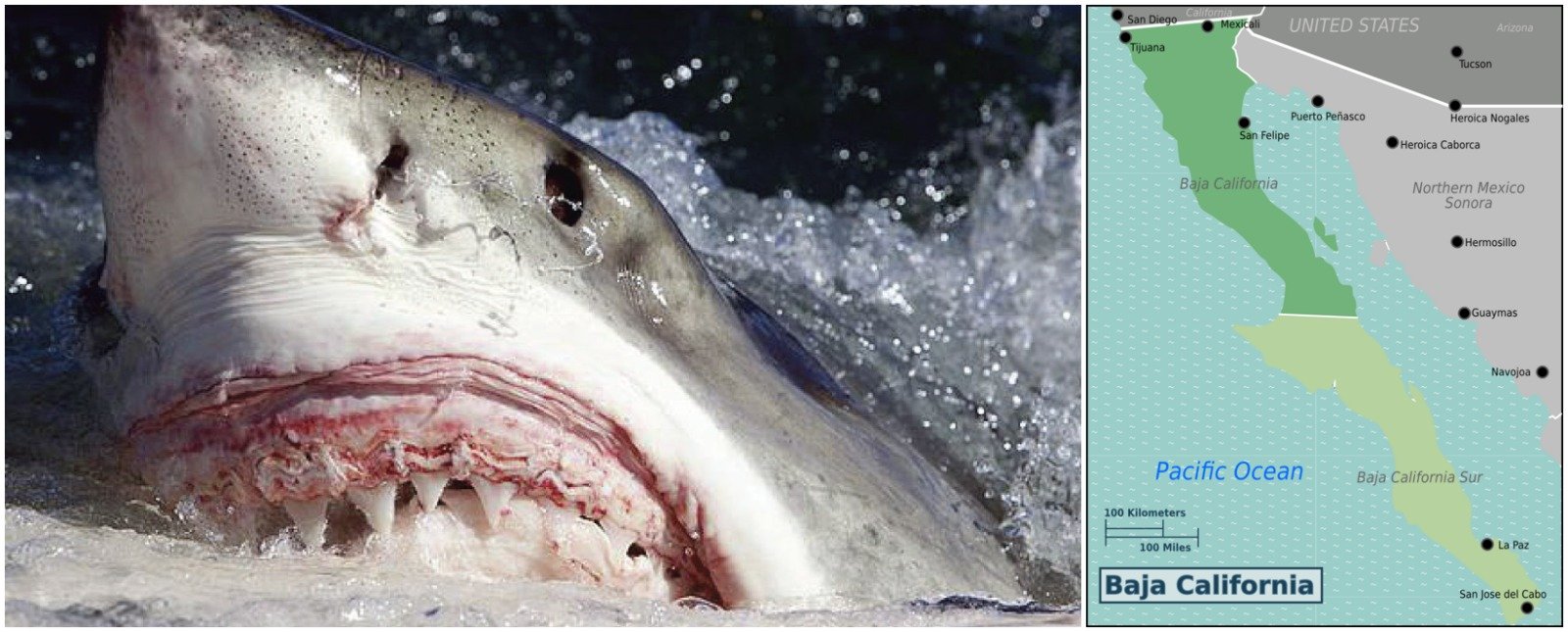 Image in @MarioNawfal's post: 🇲🇽 A CAPSIZED BOAT off Baja California left survivors with suspected SHARK BITES.
The U.S. Coast G…